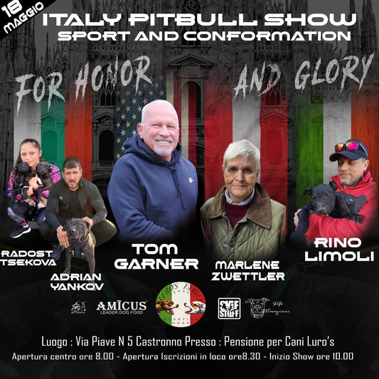 Italy Pitbull Show Sport and Conformation