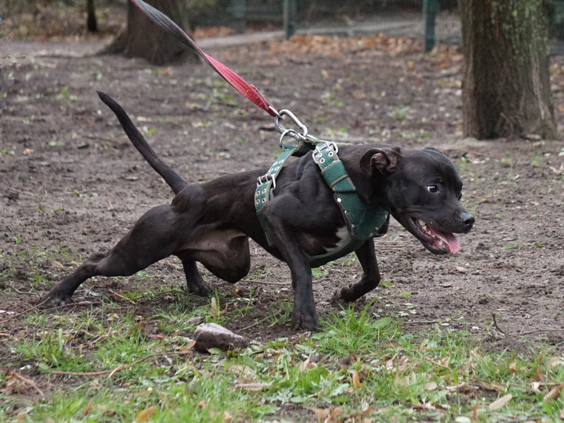pitbull_guard_harness